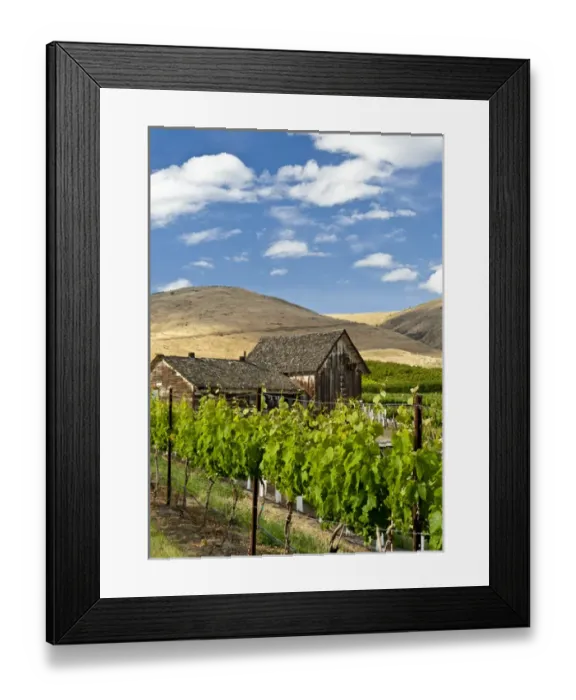 Framed Print : USA, Washingotn, Yakima. A barn in a flourishing vineyard Washingtons Yakima Valley