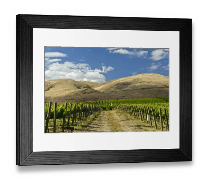 Framed Print : USA, Washingotn, Yakima. Vineyards flourish in Washingtons Yakima Valley