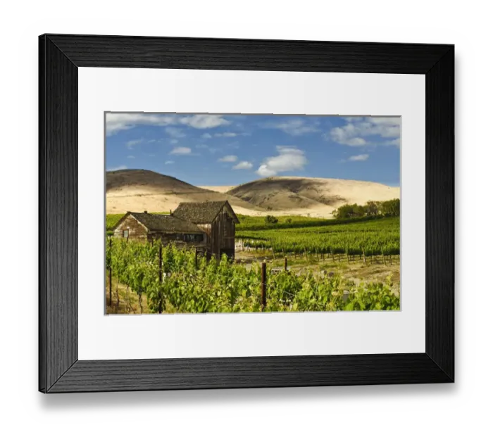 Framed Print : USA, Washingotn, Yakima. A barn in a flourishing vineyard Washingtons Yakima Valley Framed Print : USA, Washingotn, Yakima. A barn in a flourishing vineyard Washingtons Yakima Valley