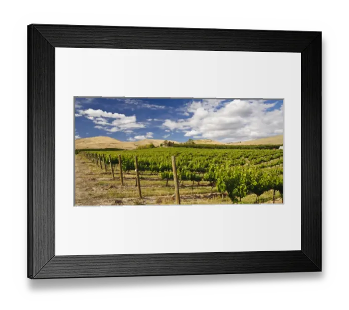 Framed Print : USA, Washingotn, Yakima. Vineyards flourish in Washingtons Yakima Valley Framed Print : USA, Washingotn, Yakima. Vineyards flourish in Washingtons Yakima Valley
