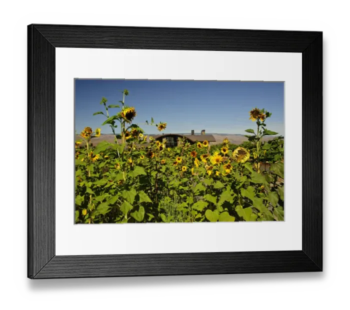 Framed Print : USA, Washington, Columbia Valley. Cave B Estate Winery is an award-winning boutique