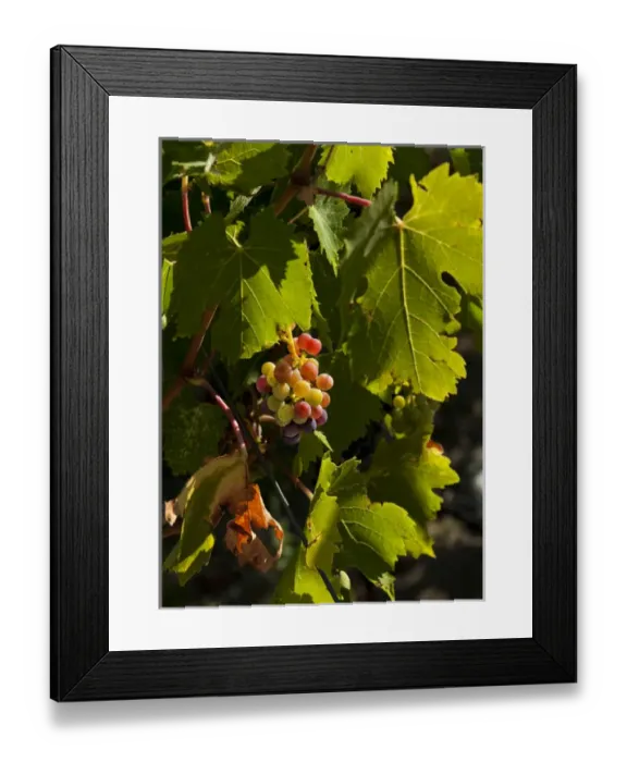 Framed Print : USA, Washington, Columbia Valley. Cave B Estate Winery is an award-winning boutique Framed Print : USA, Washington, Columbia Valley. Cave B Estate Winery is an award-winning boutique