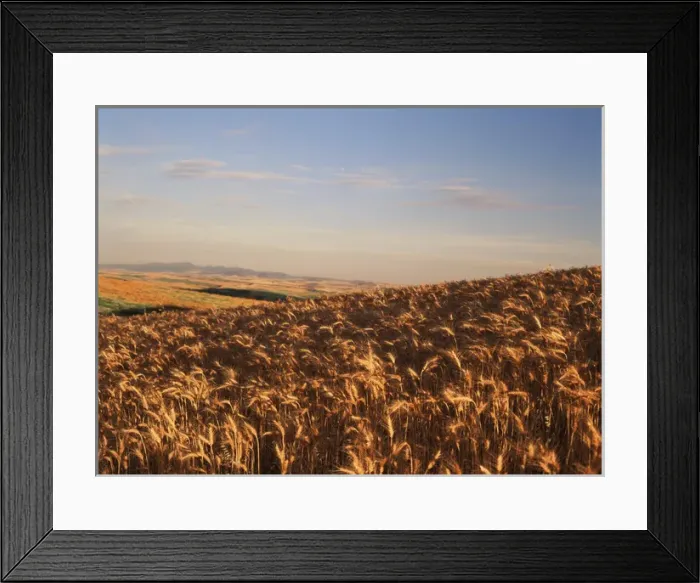 Framed Print : USA, Washington State, Palouse, View of wheat field in late afternoon