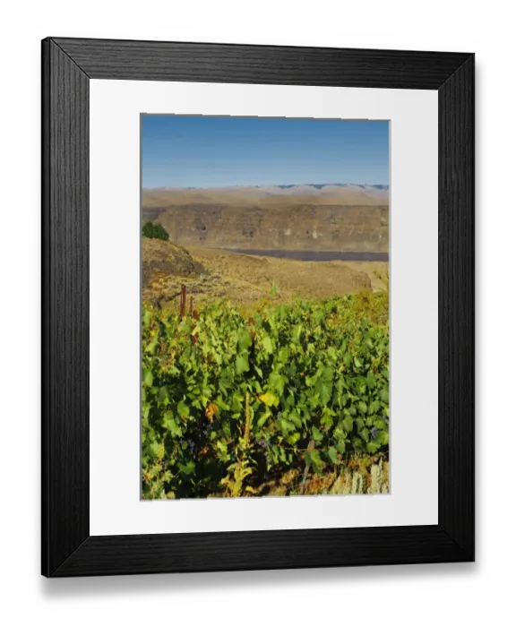 Framed Print : USA, Washington, Columbia Valley. Cave B Estate Winery is an award-winning boutique Framed Print : USA, Washington, Columbia Valley. Cave B Estate Winery is an award-winning boutique