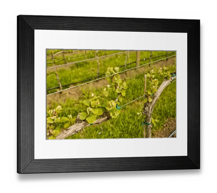 Framed Print : USA, Washington, Lake Chelan. Bud break in Lake Chelan, one of the up and coming Framed Print : USA, Washington, Lake Chelan. Bud break in Lake Chelan, one of the up and coming