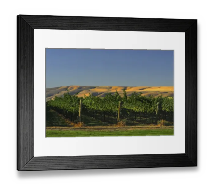 Framed Print : USA, Washington, Richland. Goose Ridge Vineyards and Estate Winery is among Washington s