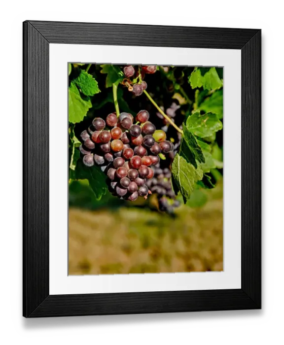 Framed Print : USA, Washington, Richland. Goose Ridge Vineyards and Estate Winery is among Washington s Framed Print : USA, Washington, Richland. Goose Ridge Vineyards and Estate Winery is among Washington s