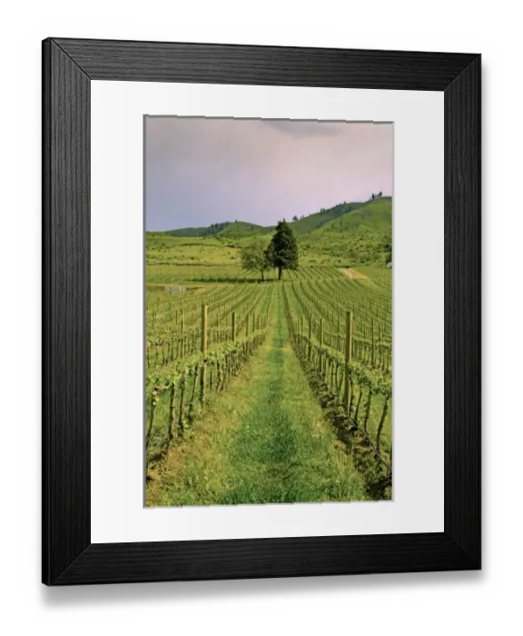 Framed Print : USA, Washington, Lake Chelan. Dusk on the Tsillan Cellars Winery in the Lake Chelan AVA Framed Print : USA, Washington, Lake Chelan. Dusk on the Tsillan Cellars Winery in the Lake Chelan AVA