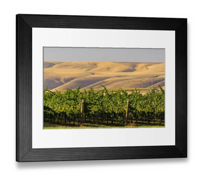 Framed Print : USA, Washington, Richland. Goose Ridge Vineyards and Estate Winery is among Washington s Framed Print : USA, Washington, Richland. Goose Ridge Vineyards and Estate Winery is among Washington s