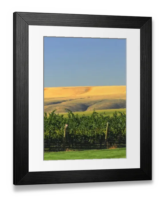 Framed Print : USA, Washington, Richland. Goose Ridge Vineyards and Estate Winery is among Washington s Framed Print : USA, Washington, Richland. Goose Ridge Vineyards and Estate Winery is among Washington s