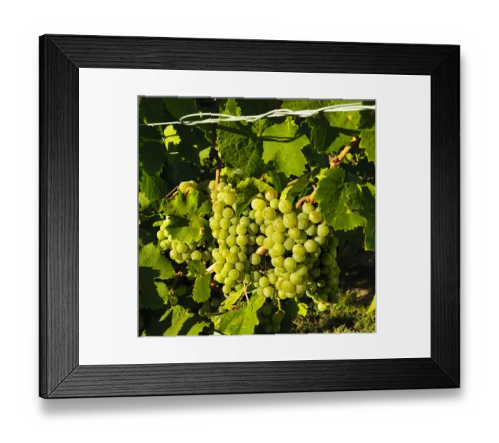 Framed Print : USA, Washington, Richland. Goose Ridge Vineyards and Estate Winery is among Washington s Framed Print : USA, Washington, Richland. Goose Ridge Vineyards and Estate Winery is among Washington s