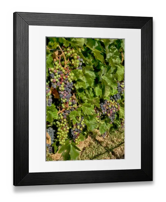 Framed Print : USA, Washington, Richland. Goose Ridge Vineyards and Estate Winery is among Washington s Framed Print : USA, Washington, Richland. Goose Ridge Vineyards and Estate Winery is among Washington s