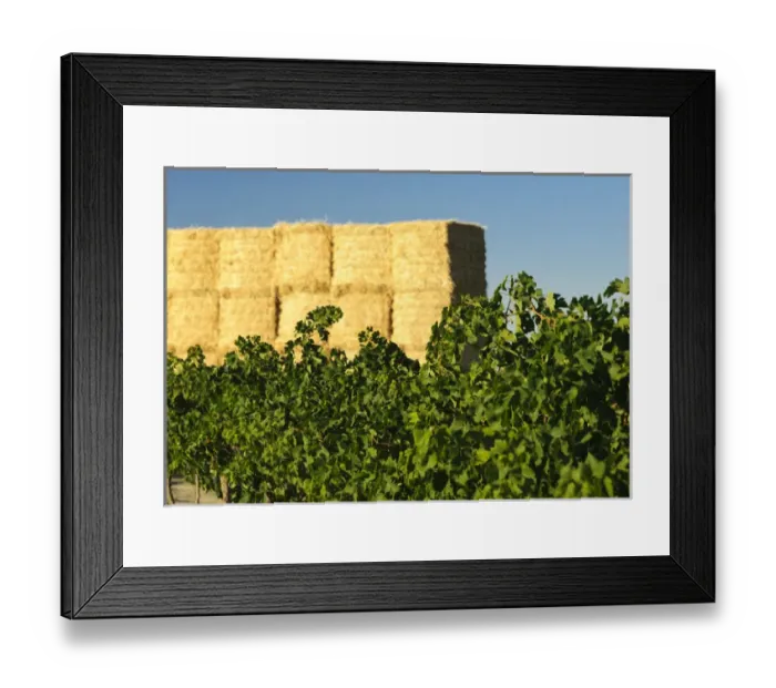 Framed Print : USA, WAshington, Tri-Cities. Vineyards flourish alongside acres of hay in the Eastern