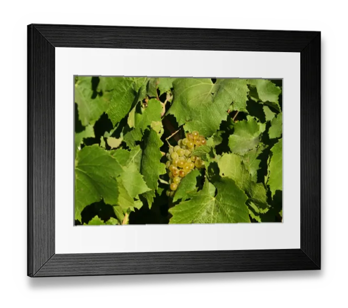 Framed Print : USA, WAshington, Tri-Cities. Wine grapes ripen in the Eastern Washington sun