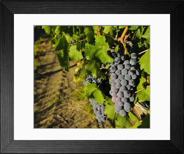 Framed Print : USA, Washington, Wahluke Slope AVA. The Wahluke Slope AVA produces grapes like Cabernet Framed Print : USA, Washington, Wahluke Slope AVA. The Wahluke Slope AVA produces grapes like Cabernet