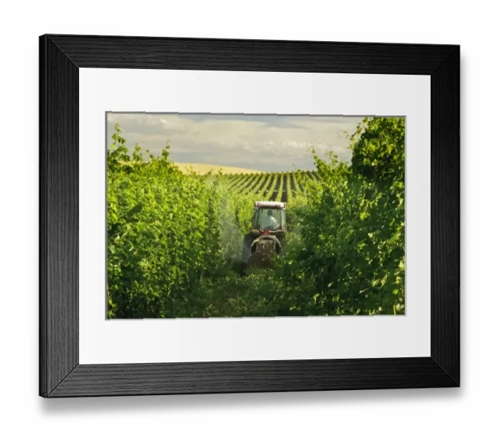 Framed Print : USA, Washington, Walla Walla. A wine worker sprays a vineyard in Walla Walla