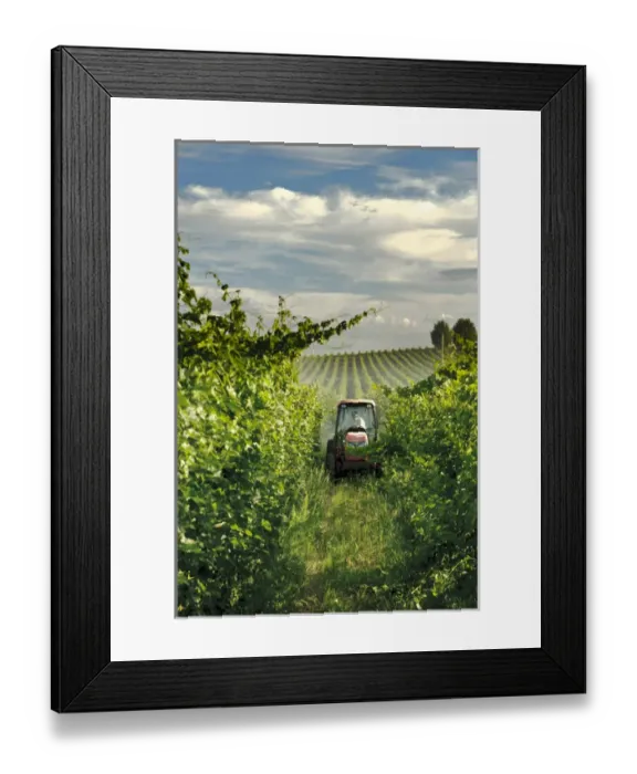 Framed Print : USA, Washington, Walla Walla. A wine worker sprays a vineyard in Walla Walla