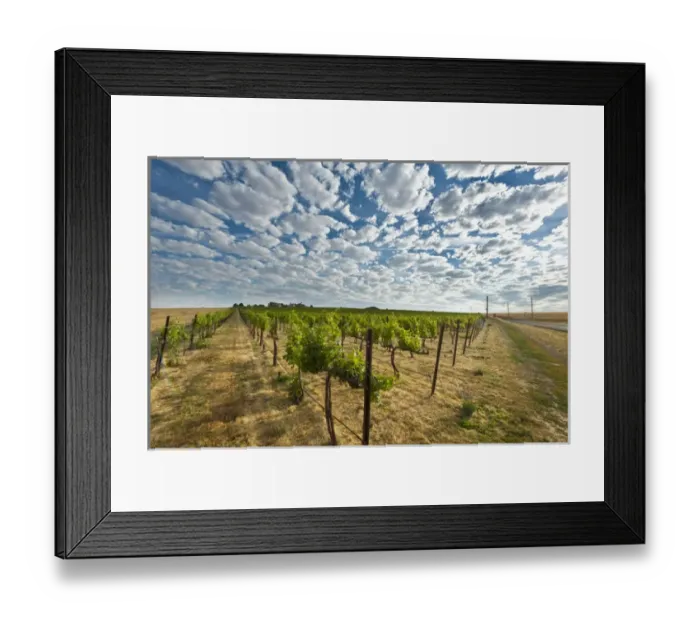 Framed Print : USA, Washington, Walla Walla. Dawn breaks on a vineyard in Walla Walla Framed Print : USA, Washington, Walla Walla. Dawn breaks on a vineyard in Walla Walla