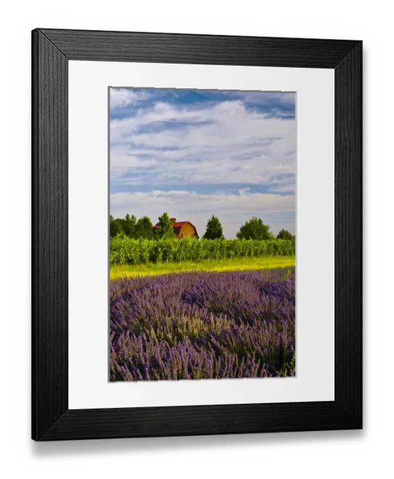 Framed Print : USA, Washington, Walla Walla. Lavender fields border the vineyards of a Maurice Cellars Framed Print : USA, Washington, Walla Walla. Lavender fields border the vineyards of a Maurice Cellars