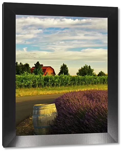 USA, Washington, Walla Walla. Lavender fields border the vineyards of a Maurice Cellars