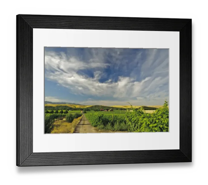 Framed Print : USA, Washington, Walla Walla. The vineyards of Walla Walla Vintners