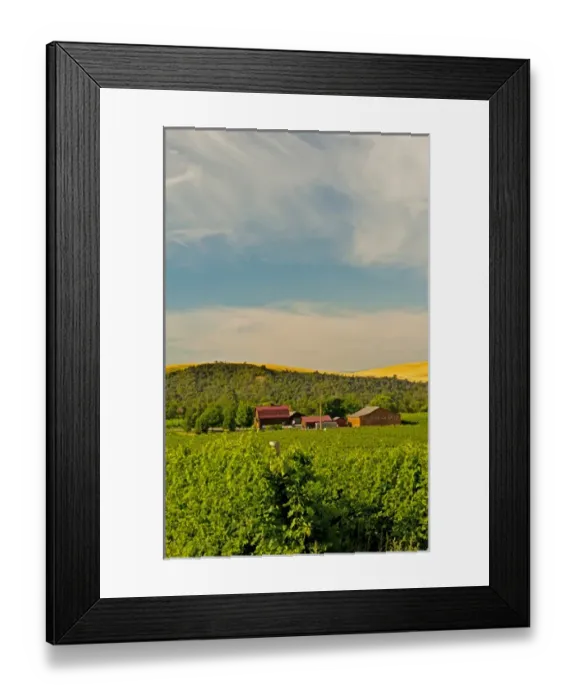 Framed Print : USA, Washington, Walla Walla. The vineyards of Walla Walla Vintners Framed Print : USA, Washington, Walla Walla. The vineyards of Walla Walla Vintners