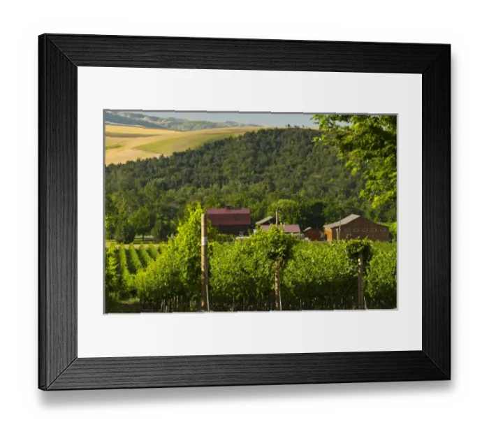 Framed Print : USA, Washington, Walla Walla. The vineyards of Walla Walla Vintners Framed Print : USA, Washington, Walla Walla. The vineyards of Walla Walla Vintners