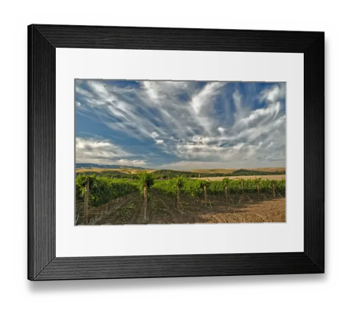 Framed Print : USA, Washington, Walla Walla. The vineyards of Walla Walla Vintners Framed Print : USA, Washington, Walla Walla. The vineyards of Walla Walla Vintners