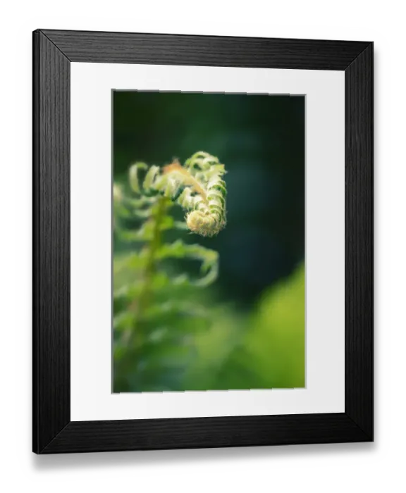 Framed Print : Garden Fern Framed Print : Garden Fern