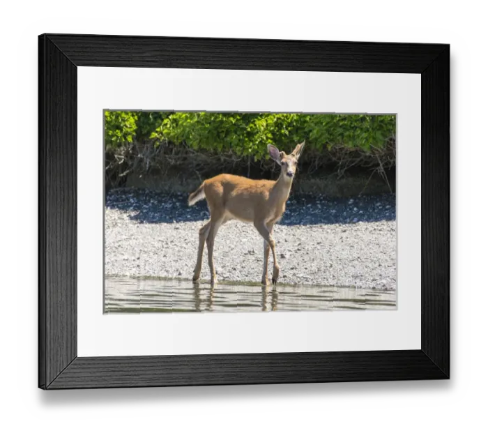 Framed Print : US, WA, Bainbridge Island. Young Columbian black-tailed deer buck with one deformed antler Framed Print : US, WA, Bainbridge Island. Young Columbian black-tailed deer buck with one deformed antler