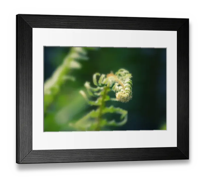 Framed Print : Garden Fern Framed Print : Garden Fern