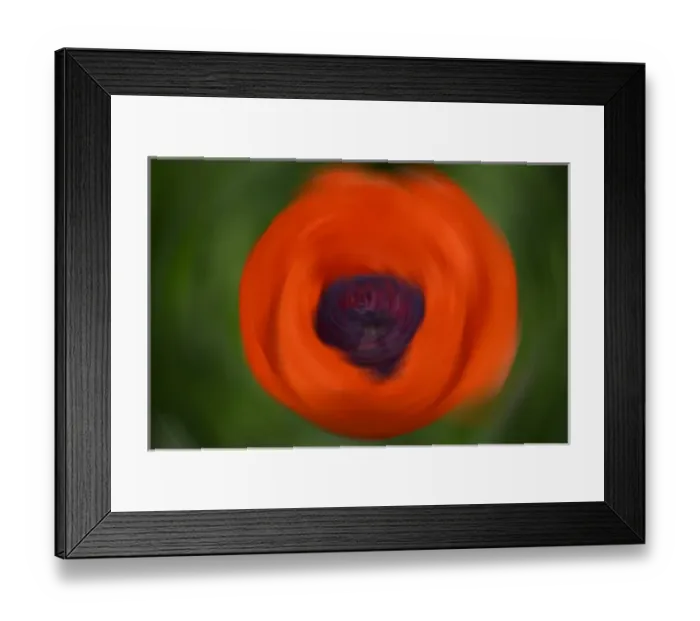 Framed Print : Orange Poppy Framed Print : Orange Poppy