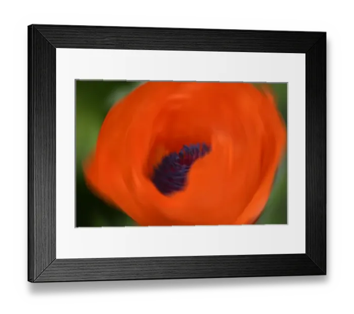 Framed Print : Orange Poppy Framed Print : Orange Poppy