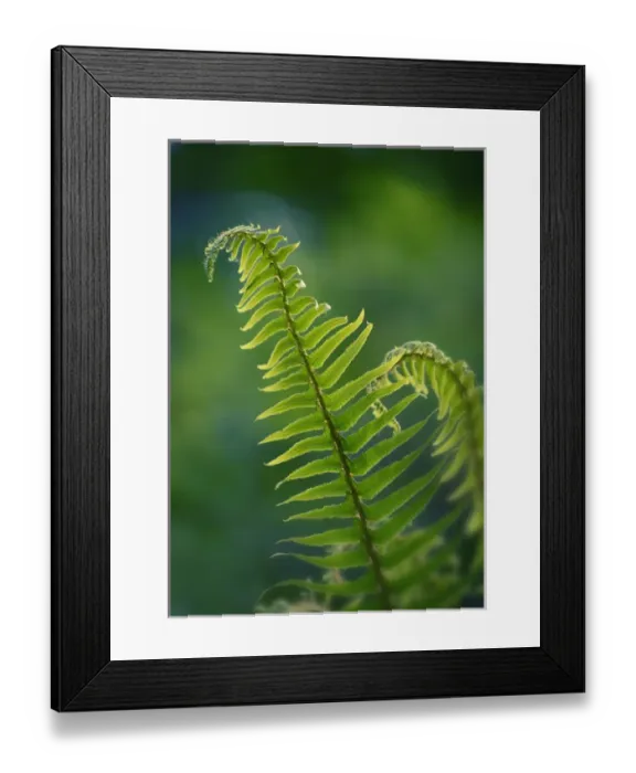 Framed Print : Garden Fern Framed Print : Garden Fern