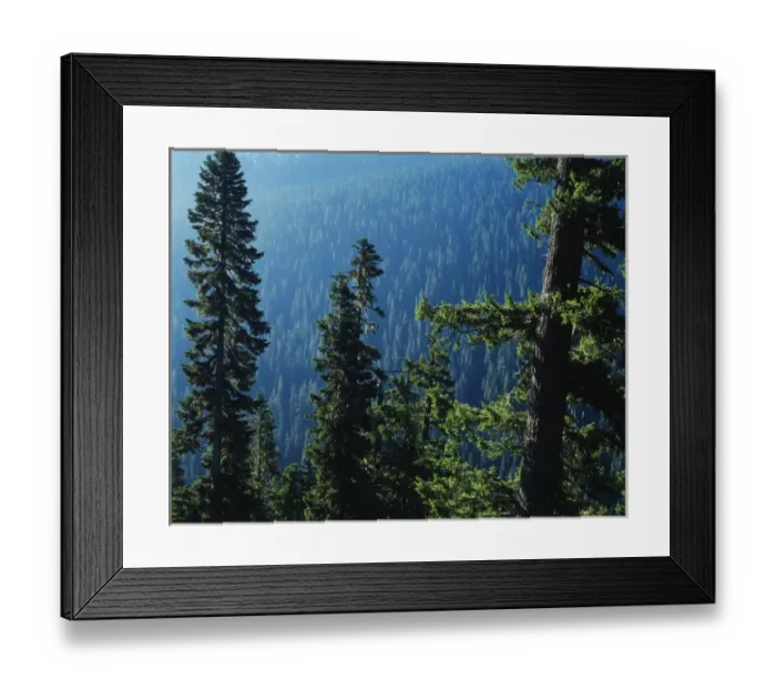 Framed Print : USA, Washington State, View of Mount Rainier National Park Framed Print : USA, Washington State, View of Mount Rainier National Park