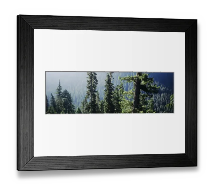 Framed Print : USA, Washington, Mount Rainer National Park, Old growth forest above Chinnok creek Framed Print : USA, Washington, Mount Rainer National Park, Old growth forest above Chinnok creek