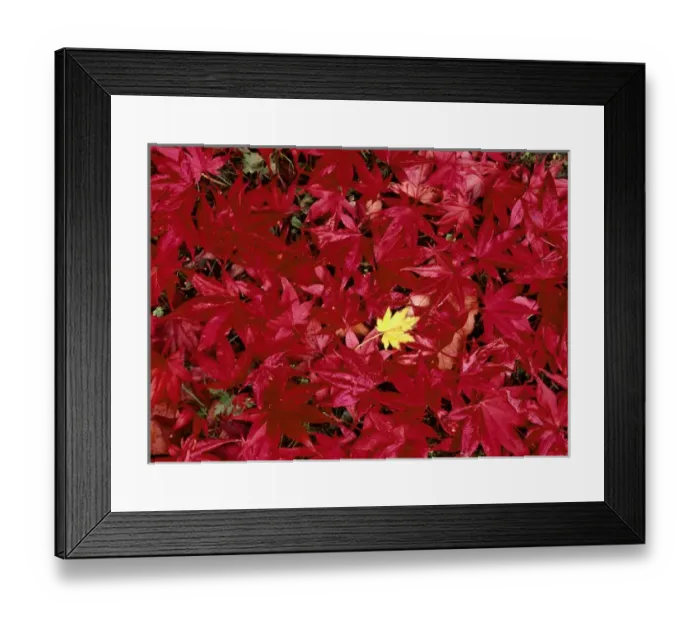 Framed Print : USA, Washington State, Seatle, Park Arboretun, Close up of Japanese maple leaf (Acer sp. )