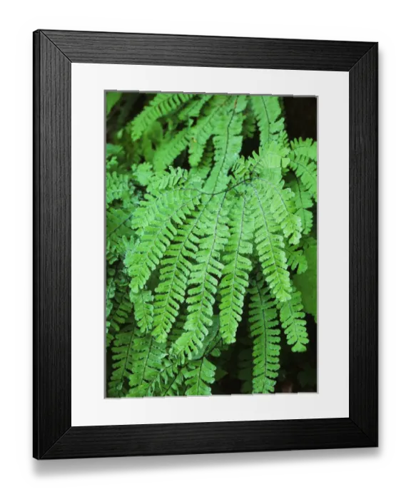 Framed Print : USA, Washington State, Dew covered fern at Mt. Rainier National Park Framed Print : USA, Washington State, Dew covered fern at Mt. Rainier National Park
