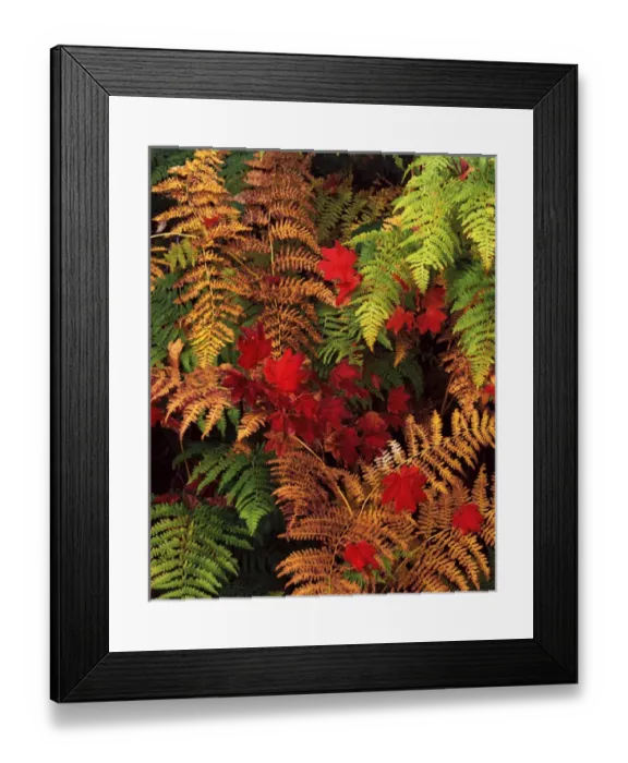 Framed Print : USA, Washington State, Snoqualmie Pass, View of Autumn branches at Mt
