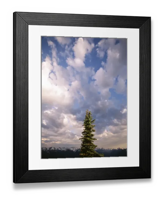 Framed Print : USA, Washington State, Olympic National Park, Afternoon clouds atop Hurricane Ridge Framed Print : USA, Washington State, Olympic National Park, Afternoon clouds atop Hurricane Ridge