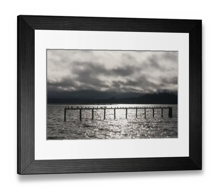 Framed Print : US, WA, Bainbridge Island, Rich Passage. Flock of cormorants (Phalacrocoracidae) Framed Print : US, WA, Bainbridge Island, Rich Passage. Flock of cormorants (Phalacrocoracidae)