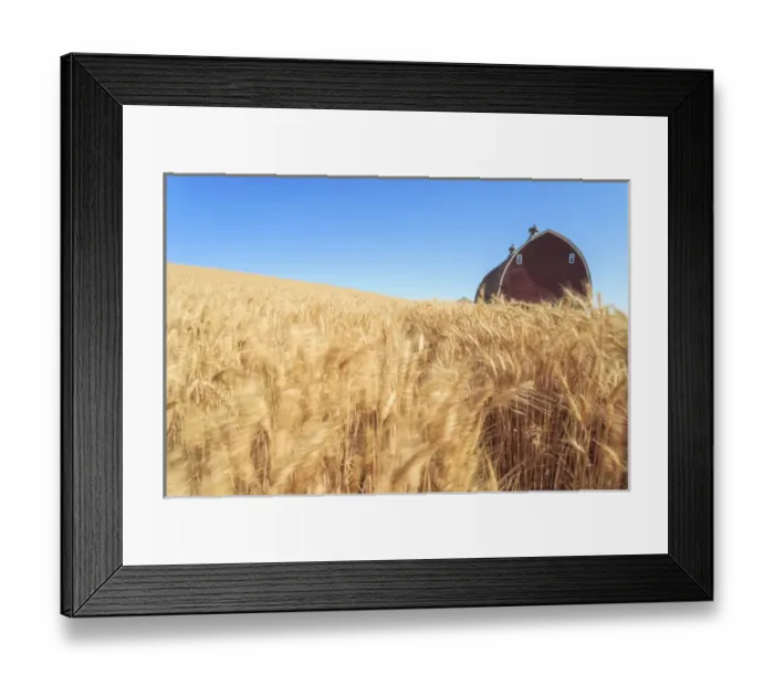 Framed Print : P. R. Barn, Summer Wheatfields near Sprague, Eastern Washington State, Palouse Area, USA Framed Print : P. R. Barn, Summer Wheatfields near Sprague, Eastern Washington State, Palouse Area, USA