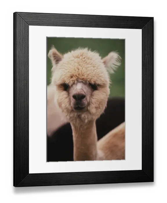 Framed Print : Washington, San Juan Island, Close up of Alpaca Ranch Framed Print : Washington, San Juan Island, Close up of Alpaca Ranch
