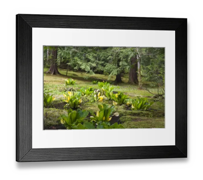 Framed Print : USA, WA, Bainbridge Island. Bloedel Reserve has hiking trails through its 250 acres