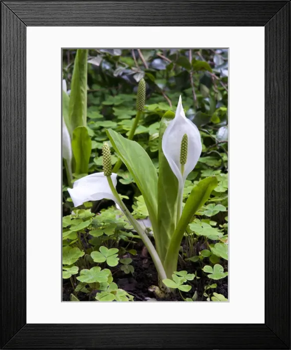 Framed Print : USA, WA, Bainbridge Island. Bloedel Reserve has hiking trails through its 250 acres Framed Print : USA, WA, Bainbridge Island. Bloedel Reserve has hiking trails through its 250 acres