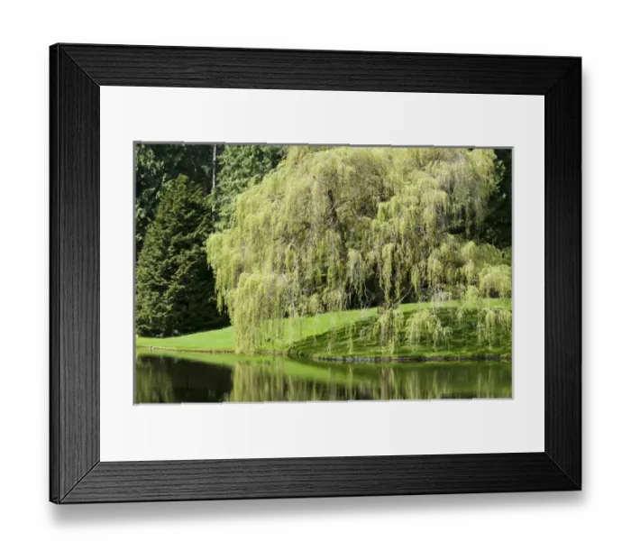 Framed Print : USA, WA, Bainbridge Island. Bloedel Reserve has hiking trails through its 250 acres