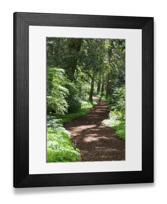 Framed Print : USA, WA, Bainbridge Island. Bloedel Reserve has hiking trails throughout its 250 acres