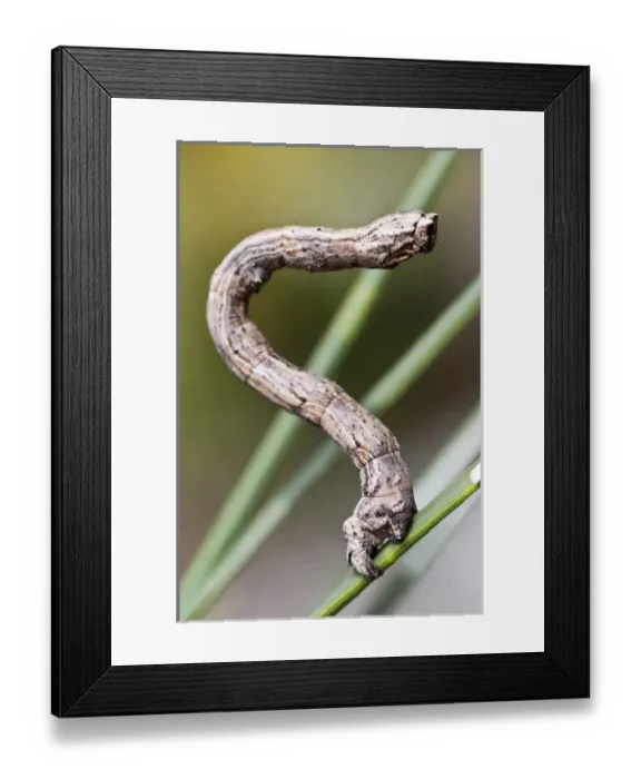 Framed Print : USA, WA, Bainbridge Island. Geometrid moth caterpillar had unique gait (inchworm) Framed Print : USA, WA, Bainbridge Island. Geometrid moth caterpillar had unique gait (inchworm)
