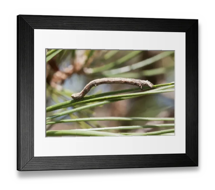 Framed Print : USA, WA, Bainbridge Island. Geometrid moth caterpillar had unique gait (inchworm)