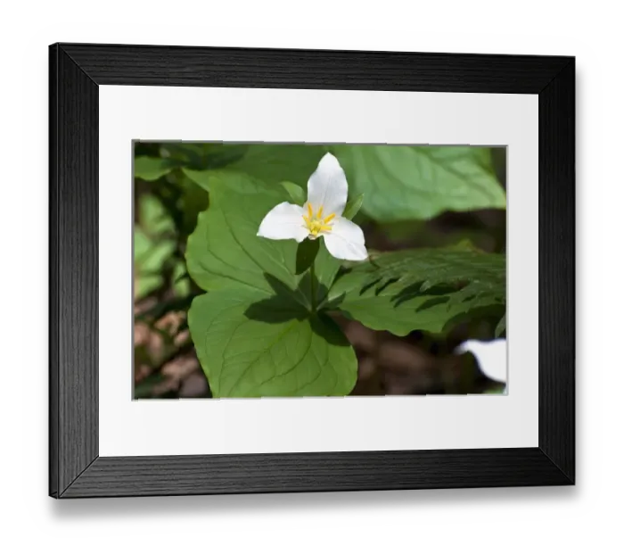 Framed Print : USA, WA, Bainbridge Island. Western Trillium (Trillium ovatum) blooms on trail in Framed Print : USA, WA, Bainbridge Island. Western Trillium (Trillium ovatum) blooms on trail in